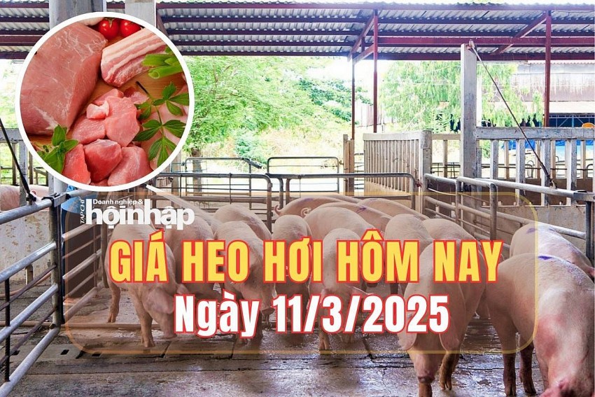 Giá heo hơi hôm nay 11/3/2025: Giá heo hơi tăng nhẹ 1.000 đồng/kg tại miền Nam Giá heo hơi hôm nay 11/3/2025: Giá heo hơi tăng nhẹ 1.000 đồng/kg tại miền Nam