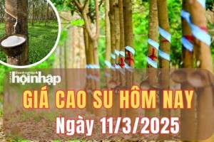 Giá cao su hôm nay 11/3/2025: Giá cao su biến động trái chiều tại Nhật Bản, giảm mạnh tại Trung Quốc