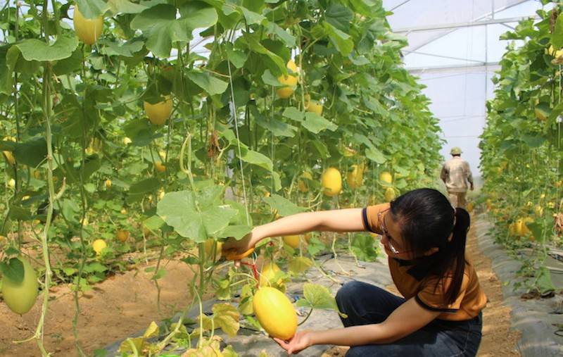Mô hình trồng dưa lưới trong nhà màng của người dân xã Nghi Mỹ đem lại hiệu quả kinh tế cao Mô hình trồng dưa lưới trong nhà màng của người dân xã Nghi Mỹ đem lại hiệu quả kinh tế cao