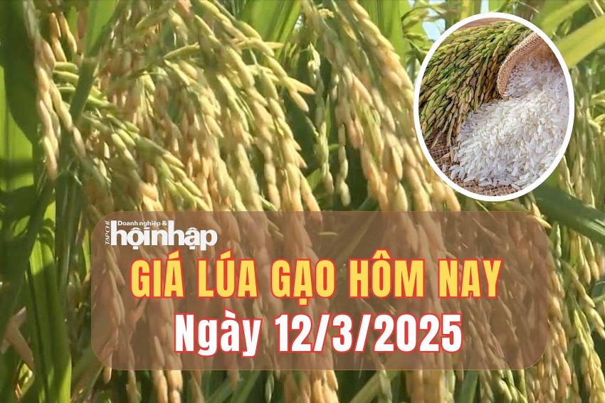 Giá lúa gạo hôm nay 12/3/2025: Giá lúa biến động trái chiều Giá lúa gạo hôm nay 12/3/2025: Giá lúa biến động trái chiều