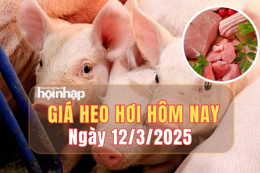 Giá heo hơi hôm nay 12/3/2025: Tại miền Bắc và miền Nam, giá heo hơi tăng – giảm trái chiều Giá heo hơi hôm nay 12/3/2025: Tại miền Bắc và miền Nam, giá heo hơi tăng – giảm trái chiều