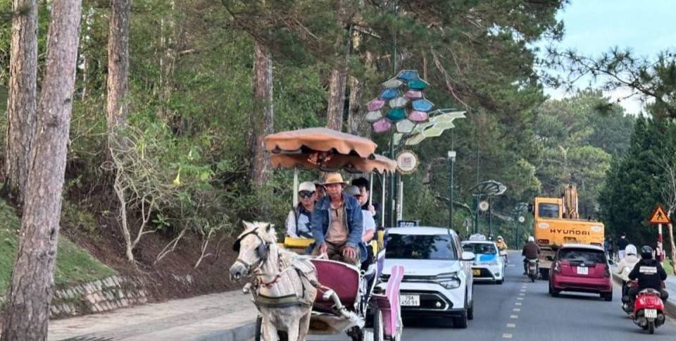 Lâm Đồng: Quyết dừng hoạt động xe ngựa tại khu vực Hồ Xuân Hương