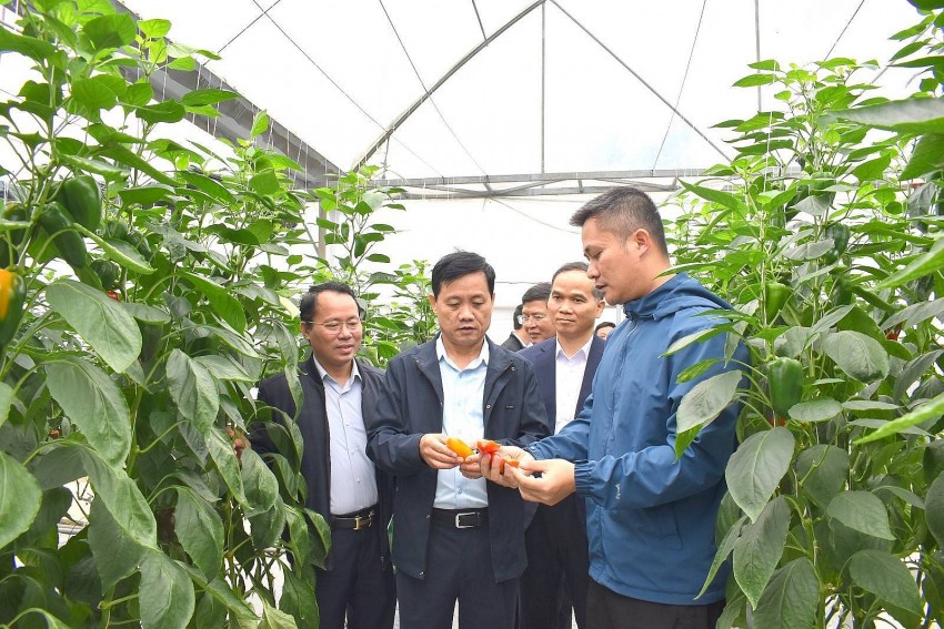 Lãnh đạo tỉnh Tuyên Quang thăm mô hình nông nghiệp ứng dụng công nghệ cao tại huyện Sơn Dương