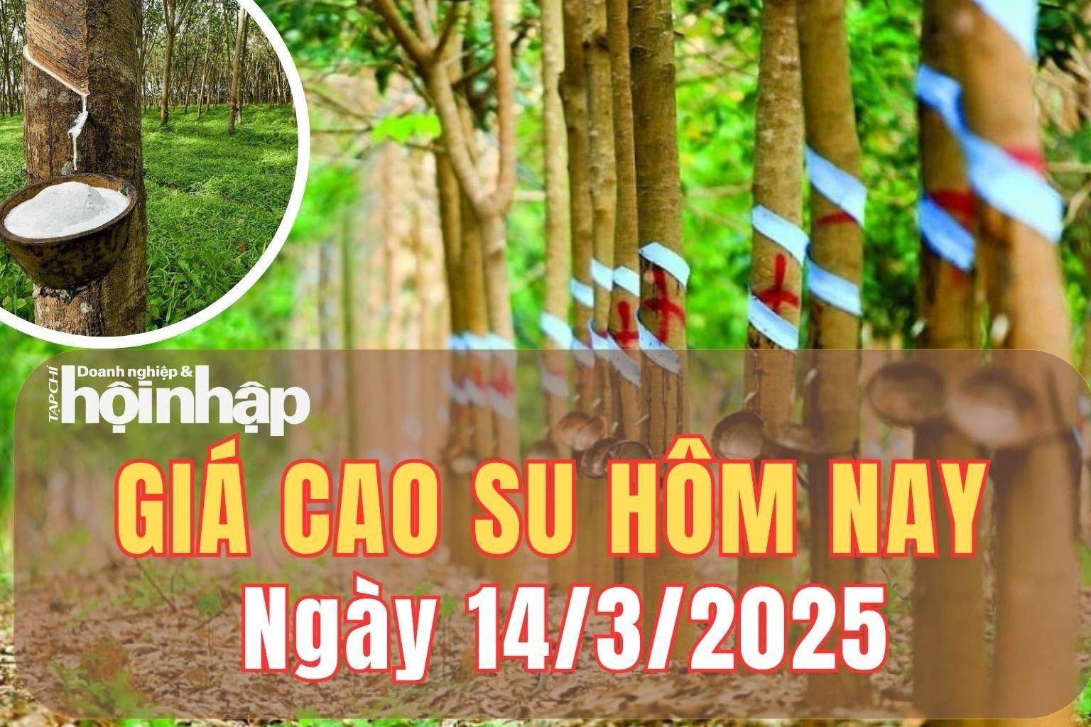 Giá cao su hôm nay 14/3/2025: Giá cao su thế giới biến động trái chiều