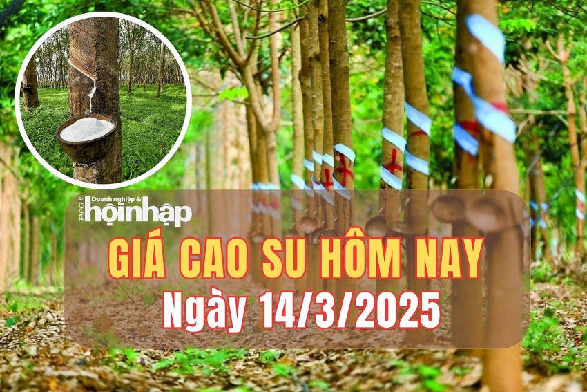 Giá cao su hôm nay 14/3/2025: Giá cao su thế giới biến động trái chiều 