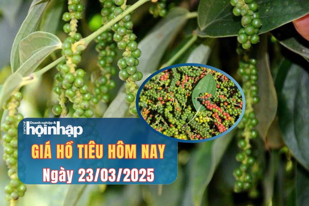 Giá tiêu hôm nay 22/3: Tiêu trong nước giảm nhẹ