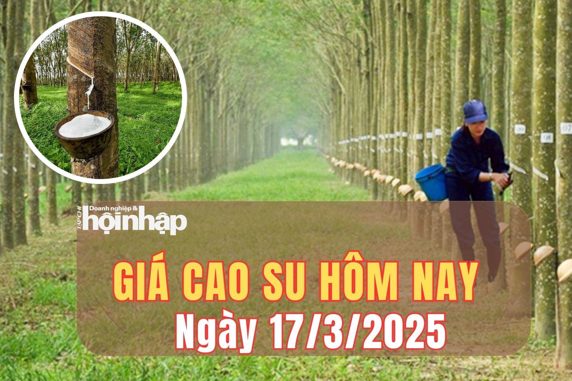 Giá cao su hôm nay 17/3/2025: Phiên đầu tuần, giá cao su nhích nhẹ sàn Nhật Bản, đi ngang tại sàn Trung Quốc