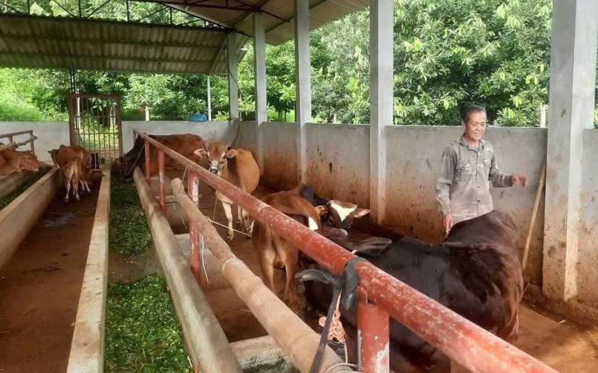 Yên Bái: Ngành chăn nuôi với những bước chuyển mình mạnh mẽ