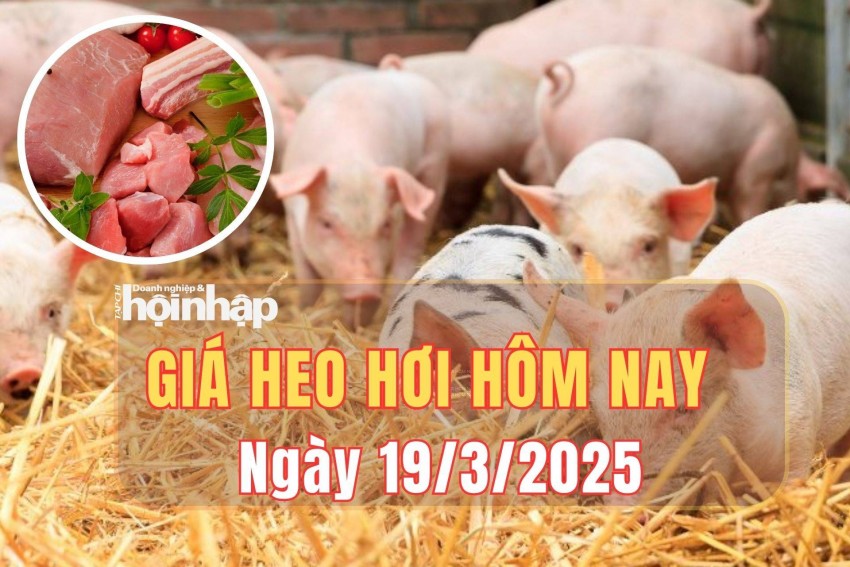 giá heo hơi