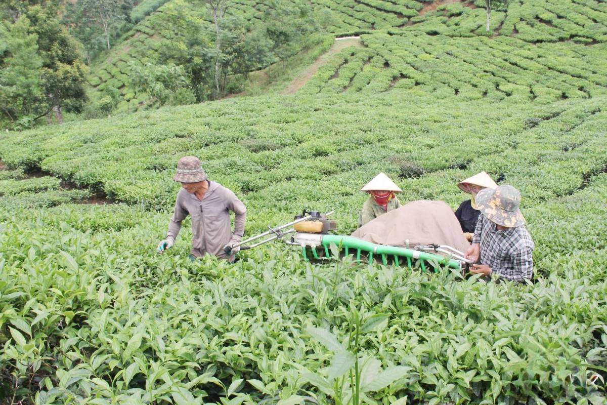 Sơn La: Đẩy mạnh nông nghiệp bền vững thông qua công nghệ cao ở Vân Hồ