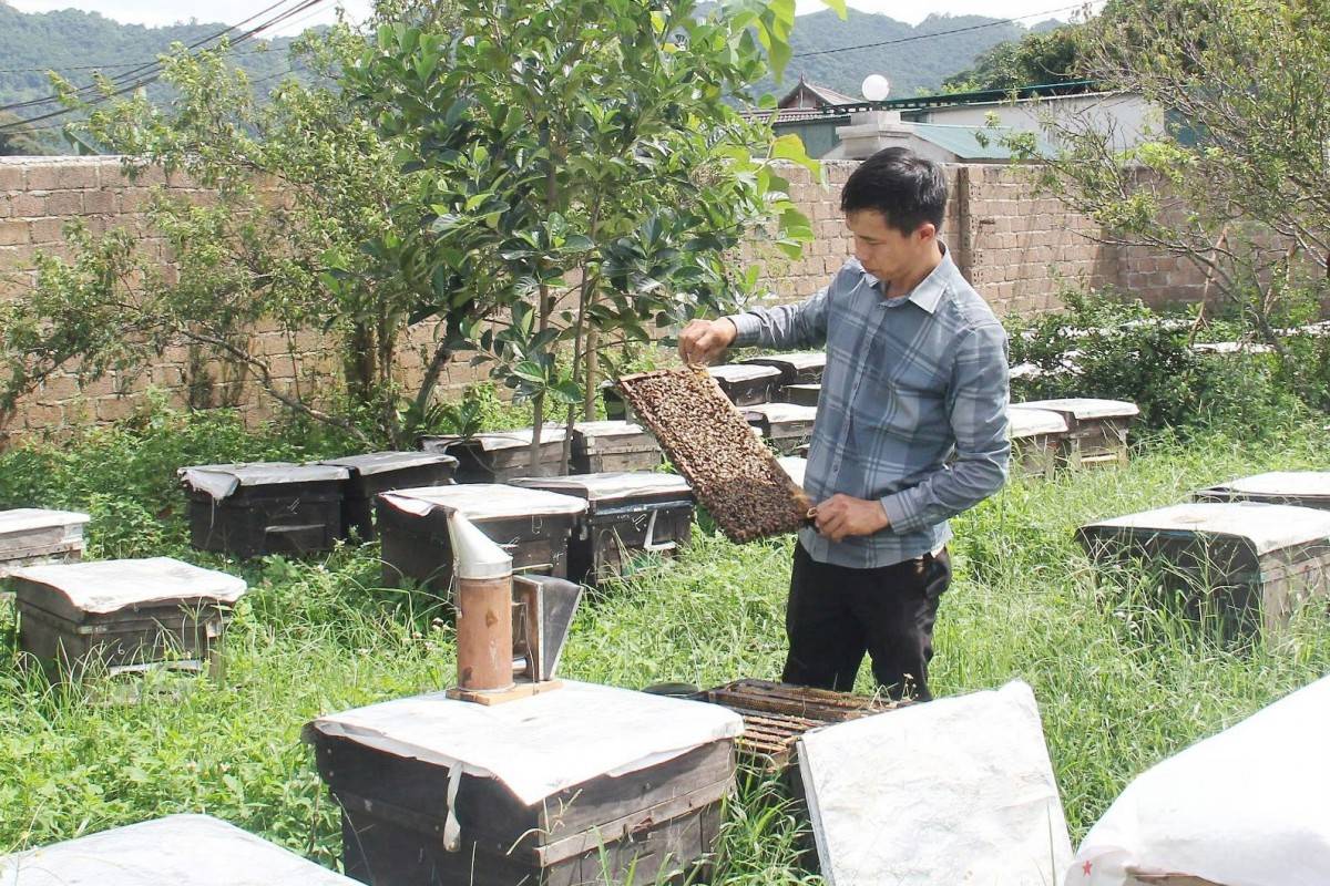 Sơn La: Phát triển sản phẩm OCOP tại huyện Vân Hồ