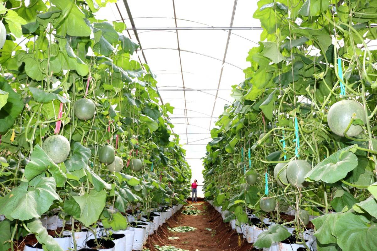 Bình Phước: Điểm sáng về nông sản và chiến lược phát triển bền vững 2025 Bình Phước: Điểm sáng về nông sản và chiến lược phát triển bền vững 2025