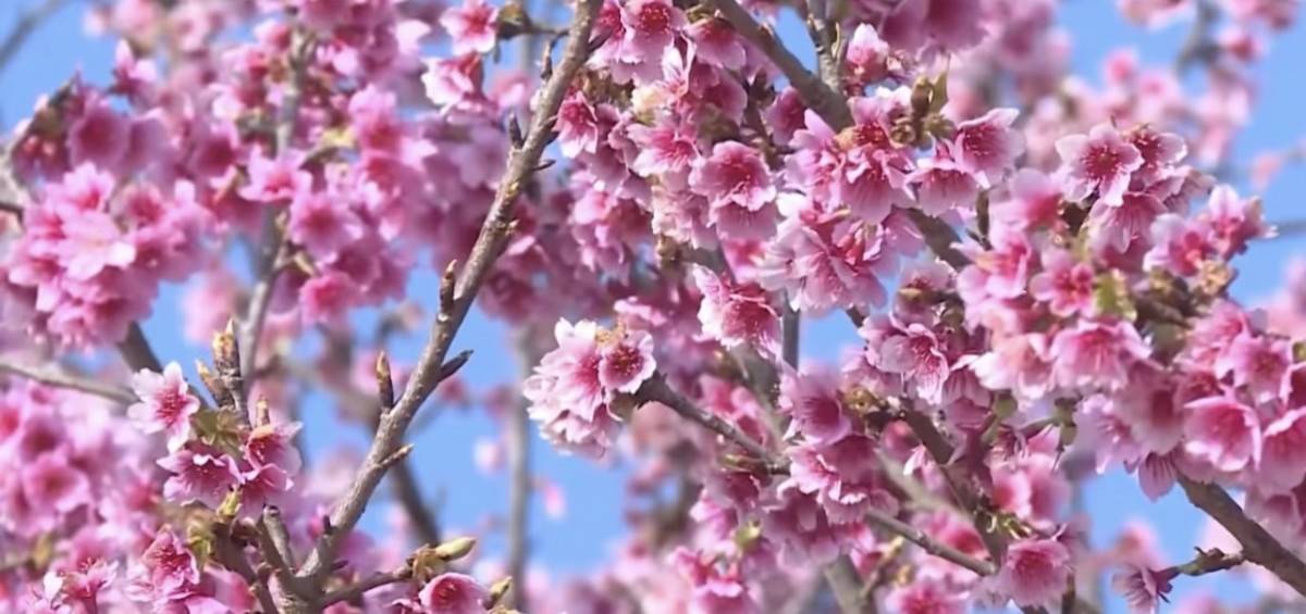 Hiện tại, khoảng 100 cây hoa anh đào đã được trồng và đang sinh trưởng tốt, hứa hẹn sẽ biến nơi đây thành một thiên đường hoa mỗi độ Xuân về.