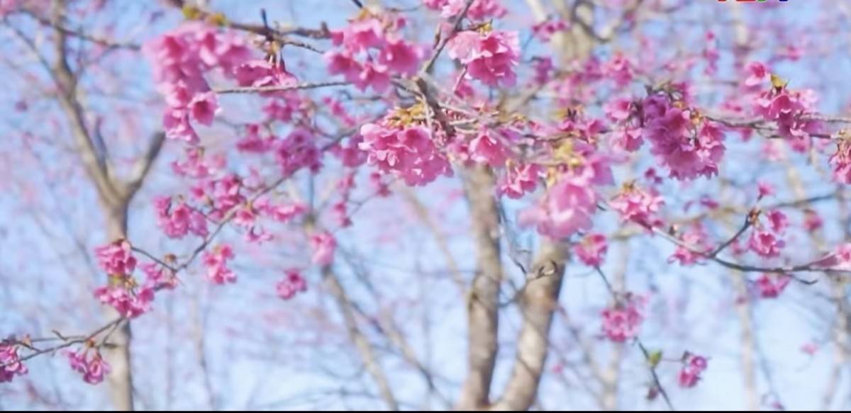 Vào mùa nở rộ, hoa anh đào Kỳ Thượng khoe sắc rực rỡ giữa không gian núi rừng, tạo nên một khung cảnh thơ mộng hiếm có.