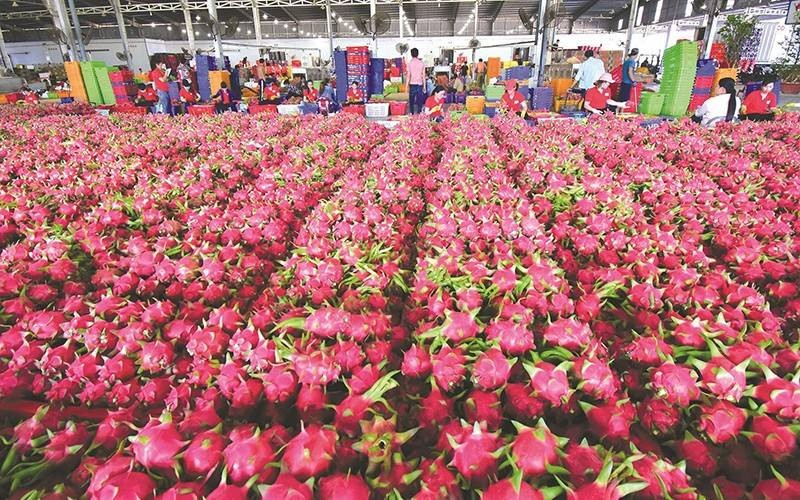 EU siết chặt quy định an toàn thực phẩm, chuyển đổi sản xuất là con đường bắt buộc cho nông sản Việt