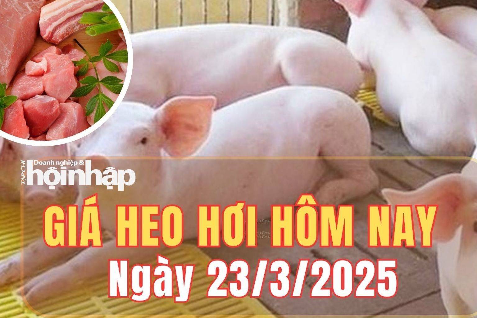 Giá heo hơi hôm nay 23/3/2025: Giá heo hơi tiếp tục xu hướng giảm tại nhiều địa phương