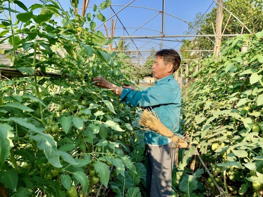 Hưng Yên: 508 mô hình VietGAP, VietGAHP mở lối cho nông nghiệp công nghệ cao