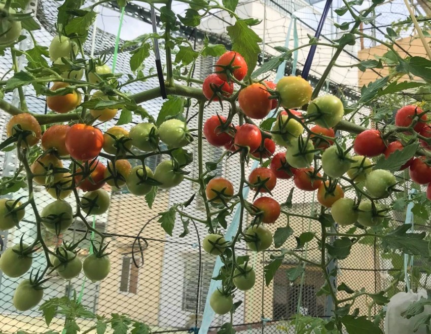 Hưng Yên: 508 mô hình VietGAP, VietGAHP mở lối cho nông nghiệp công nghệ cao