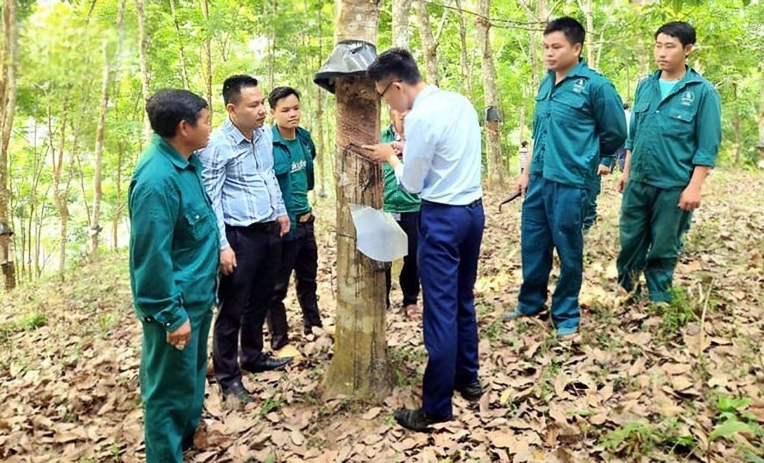 Công ty CP Cao su Lai Châu II phấn đấu doanh thu 151 tỷ đồng từ cây cao su