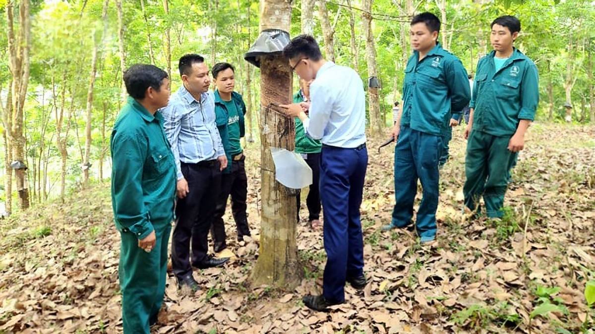 Công ty CP Cao su Lai Châu II phấn đấu doanh thu 151 tỷ đồng từ cây cao su Công ty CP Cao su Lai Châu II: Phấn đấu doanh thu 151 tỷ đồng từ cây cao su