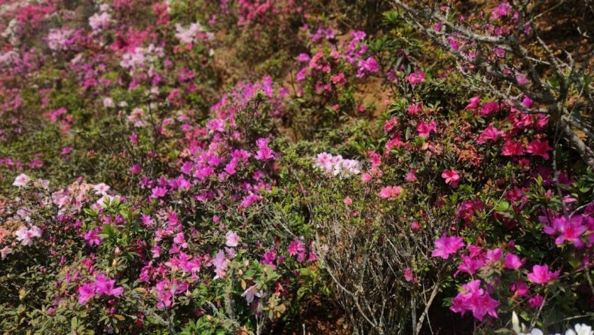 Mê mẩn vương quốc hoa đỗ quyên nơi đỉnh trời