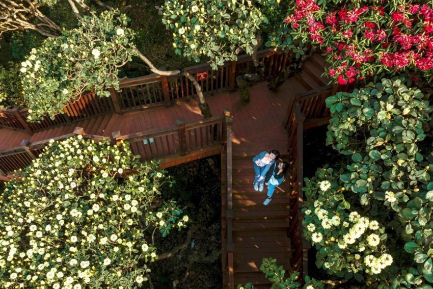 Mê mẩn vương quốc hoa đỗ quyên nơi đỉnh trời