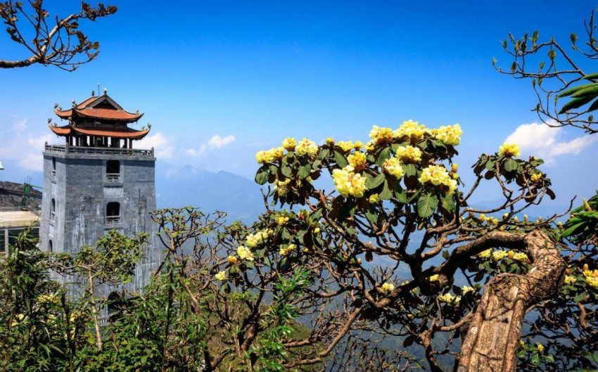 Mê mẩn vương quốc hoa đỗ quyên nơi đỉnh trời