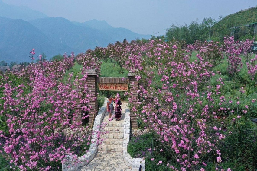 Mê mẩn vương quốc hoa đỗ quyên nơi đỉnh trời