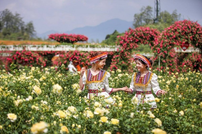 Mê mẩn vương quốc hoa đỗ quyên nơi đỉnh trời