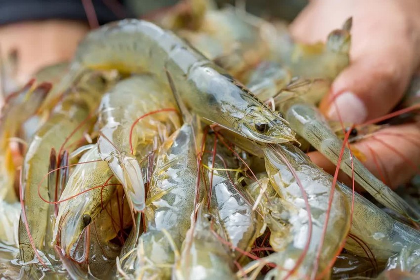 Xu hướng tiêu thụ tôm tại các thị trường chủ lực năm 2025