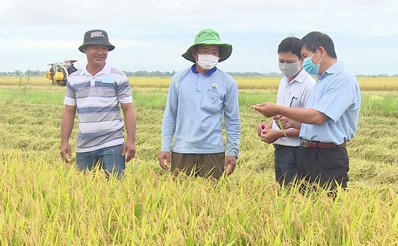Hội viên, nông dân xã Tân Hộ Cơ, huyện Tân Hồng cùng cán bộ chuyên môn chia sẻ việc ứng dụng tiến bộ kỹ thuật trong sản xuất lúa