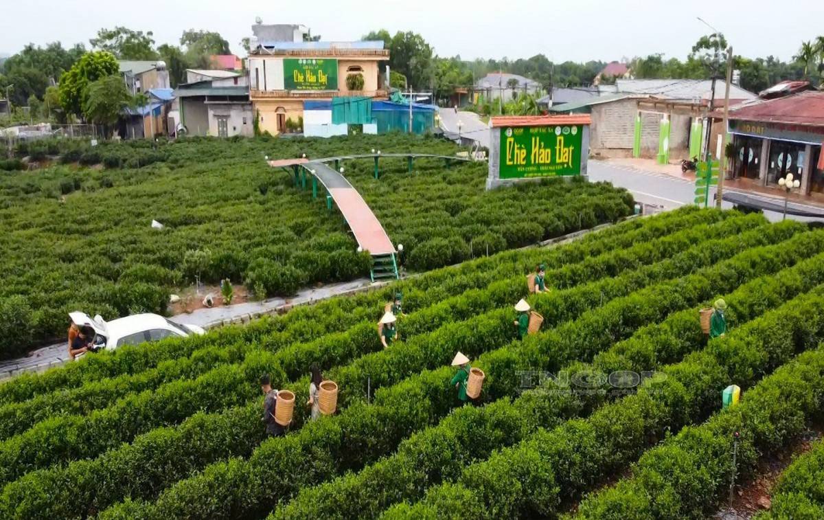 Thái Nguyên: Phát triển vùng nguyên liệu nâng cao chất lượng nông sản