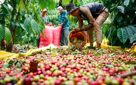 Cà phê Việt Nam tiến sát 8 tỷ USD – Doanh nghiệp đón sóng bứt phá
