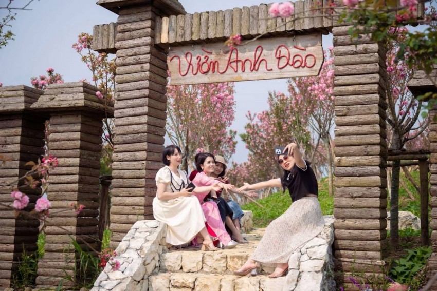 Rực rỡ mùa hoa anh đào tại Sa Pa