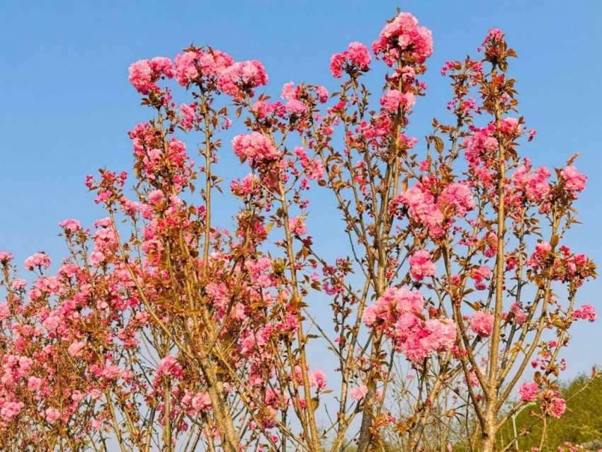 Rực rỡ mùa hoa anh đào tại Sa Pa