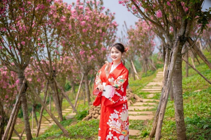 Rực rỡ mùa hoa anh đào tại Sa Pa