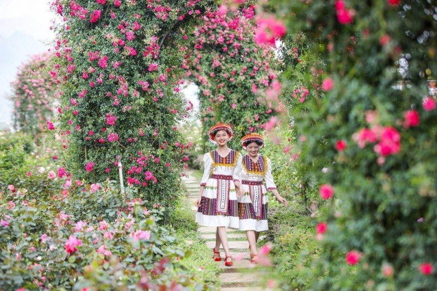 Rực rỡ mùa hoa anh đào tại Sa Pa