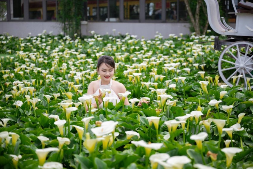 Rực rỡ mùa hoa anh đào tại Sa Pa