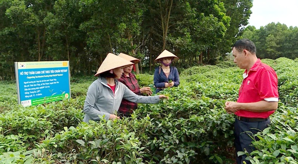 Tuyên Quang: Liên kết sản xuất theo chuỗi góp phần nâng cao hiệu quả kinh doanh
