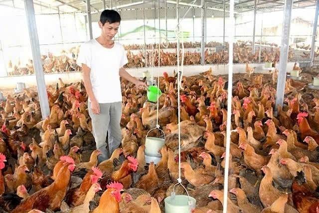 Trang trại của HTX Chăn nuôi và sản xuất giống gia cầm Minh Tâm, xã Tú Thịnh, huyện Sơn Dương, tỉnh Tuyên Quang Tuyên Quang: Liên kết sản xuất theo chuỗi góp phần nâng cao hiệu quả kinh doanh