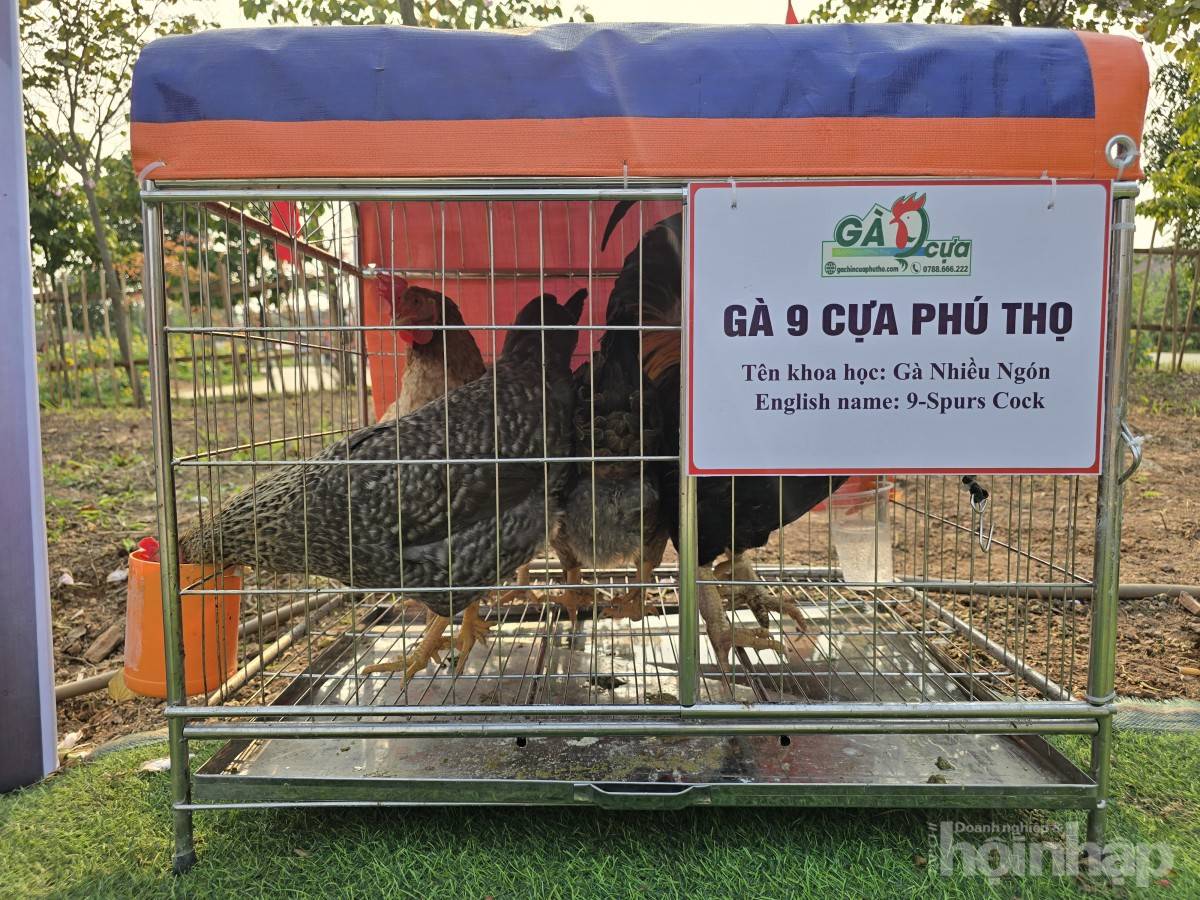 Hội trại văn hóa Đền Hùng: Nơi hội tụ tinh hoa văn hóa Đất Tổ