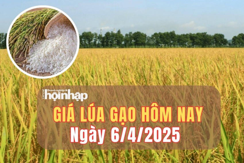 giá lúa gạo