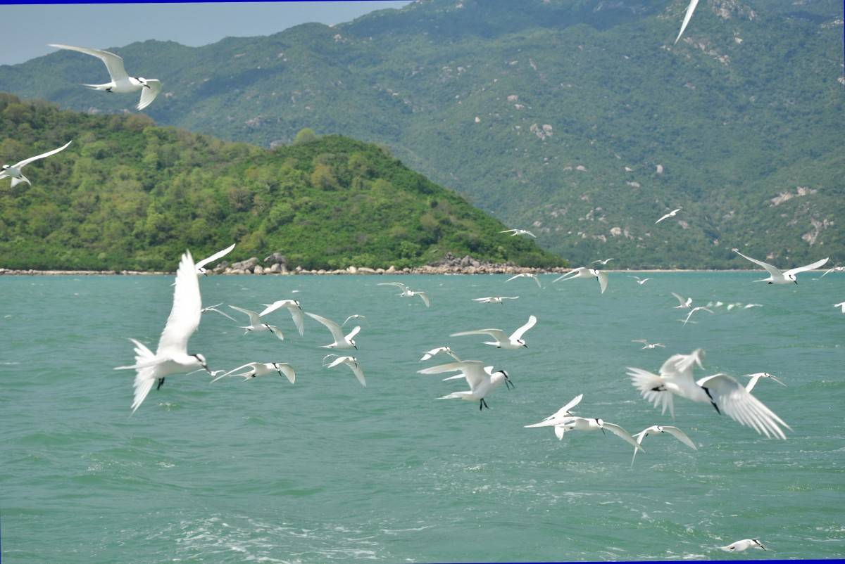 Festival Biển Nha Trang lần thứ 11: Không gian di sản văn hóa biển, đảo Khánh Hòa Festival Biển Nha Trang lần thứ 11: Không gian di sản văn hóa biển, đảo Khánh Hòa
