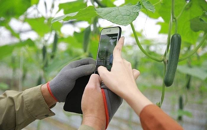 Thái Nguyên mở rộng kênh bán hàng nông sản trên nền tảng số Thái Nguyên mở rộng kênh bán hàng nông sản trên nền tảng số