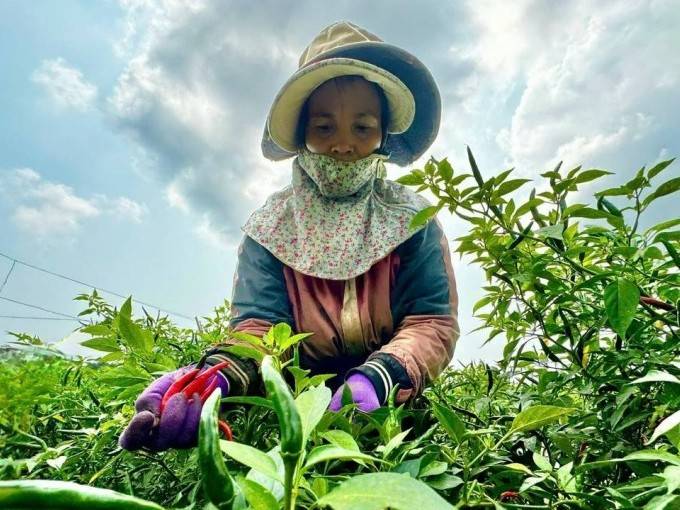 Người dân Quảng Ngãi trúng đậm vì giá ớt tăng kỉ lục chưa từng có trong lịch sử