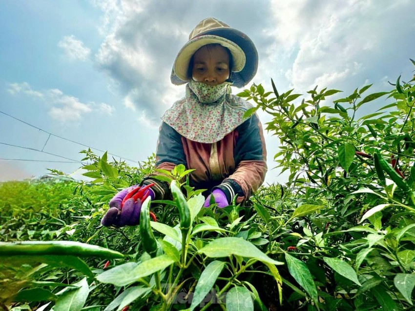 Người dân Quảng Ngãi ồ ạt thu hoạch ớt để bán ra thị trường Trung Quốc