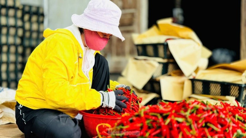 Người dân nhanh chóng phân loại, đóng gói ớt để bán cho thương lái