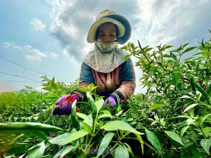 Người dân Quảng Ngãi trúng đậm vì giá ớt tăng kỉ lục chưa từng có trong lịch sử