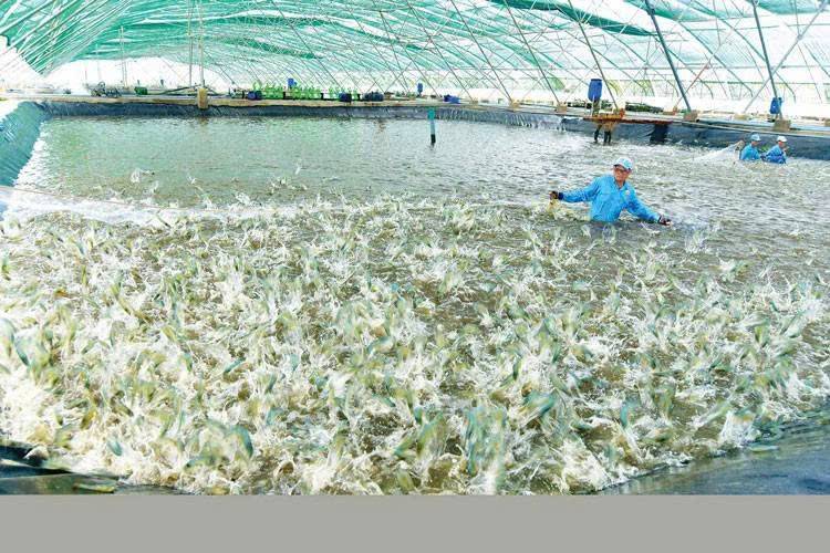 Bạc Liêu nằm trong Top 10 địa phương dẫn đầu cả nước về điểm số FTA Index năm 2024 Bạc Liêu nằm trong Top 10 địa phương dẫn đầu cả nước về điểm số FTA Index năm 2024