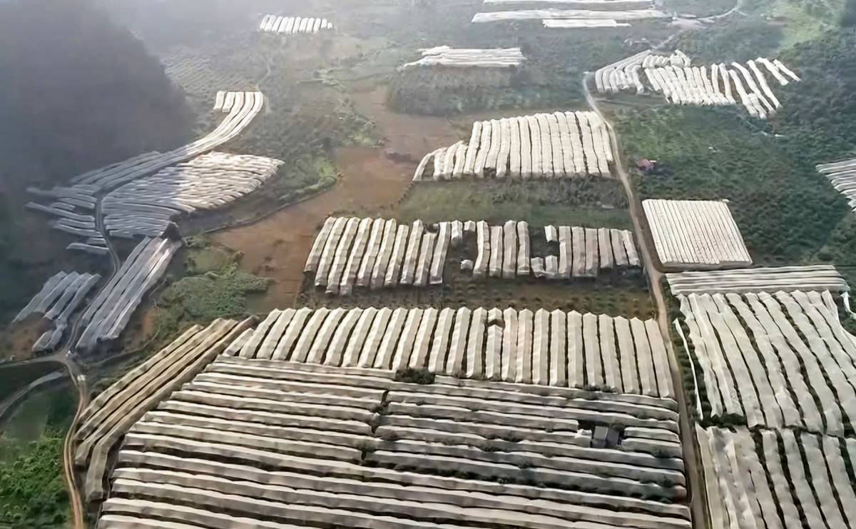 Mộc Châu (Sơn La): Kinh tế tập thể khởi sắc nhờ nông nghiệp công nghệ cao và liên kết bền vững